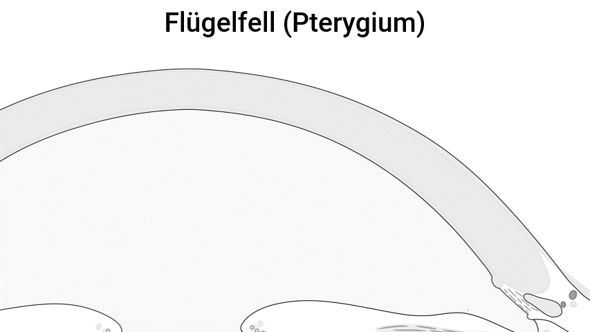 Flügelfell – Entstehung und Wachstum